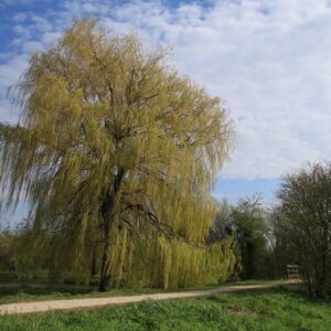 saule pleureur dans un parc