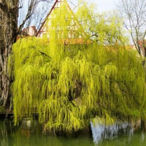 saule pleureur dans un lac