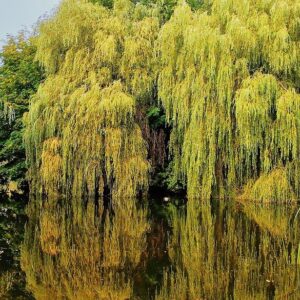 saules pleureurs en bord de lac