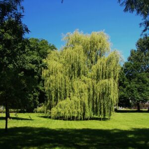 saule pleureur majestueux dans un parc