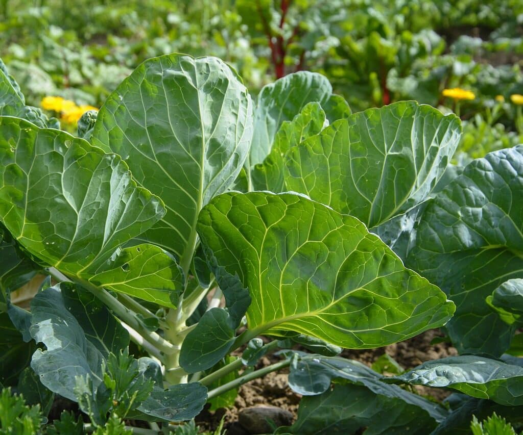 jardin bio avec légumes bien développés