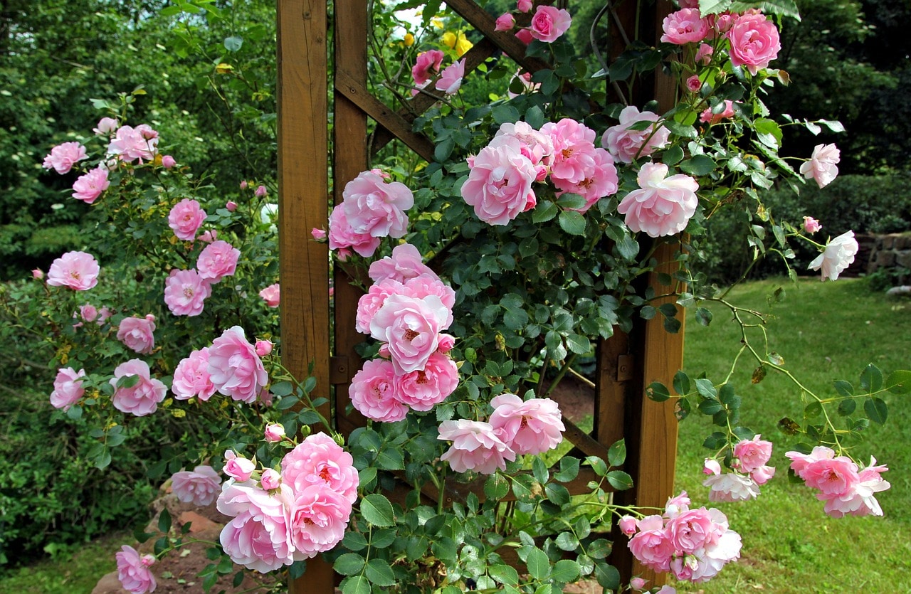 Quelques conseils pour décorer votre jardin de rosiers