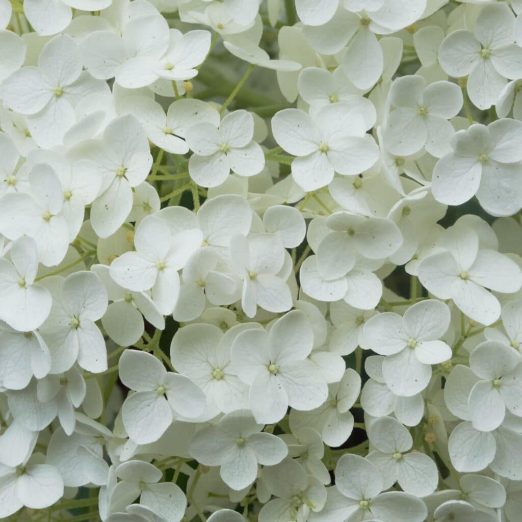 arbre à fleurs blanches