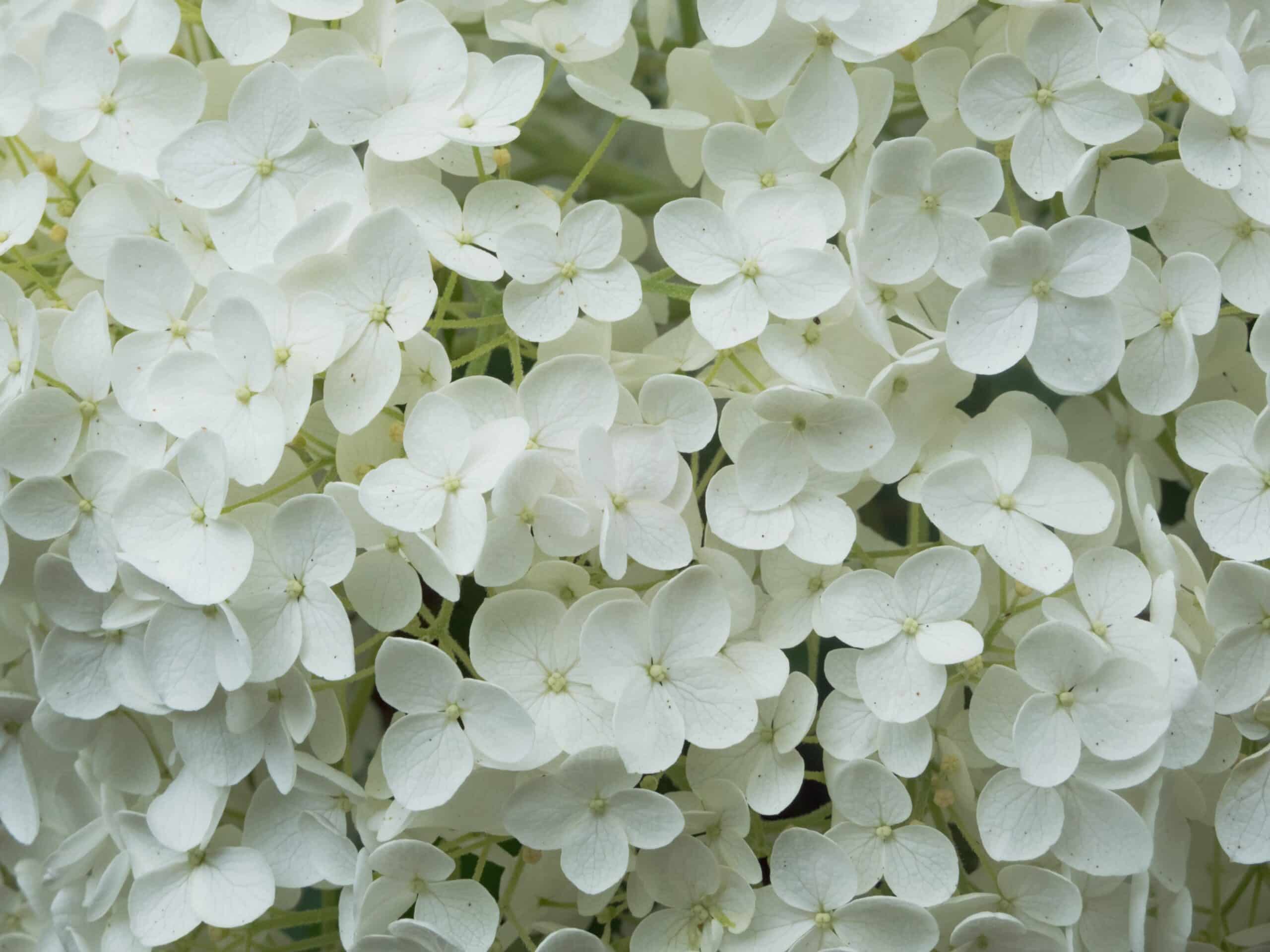 Arbre à fleurs blanches : liste des arbres qui fleurissent en blanc