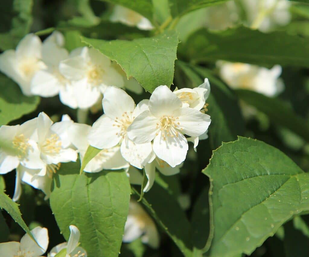 arbre à fleur blanche odorante