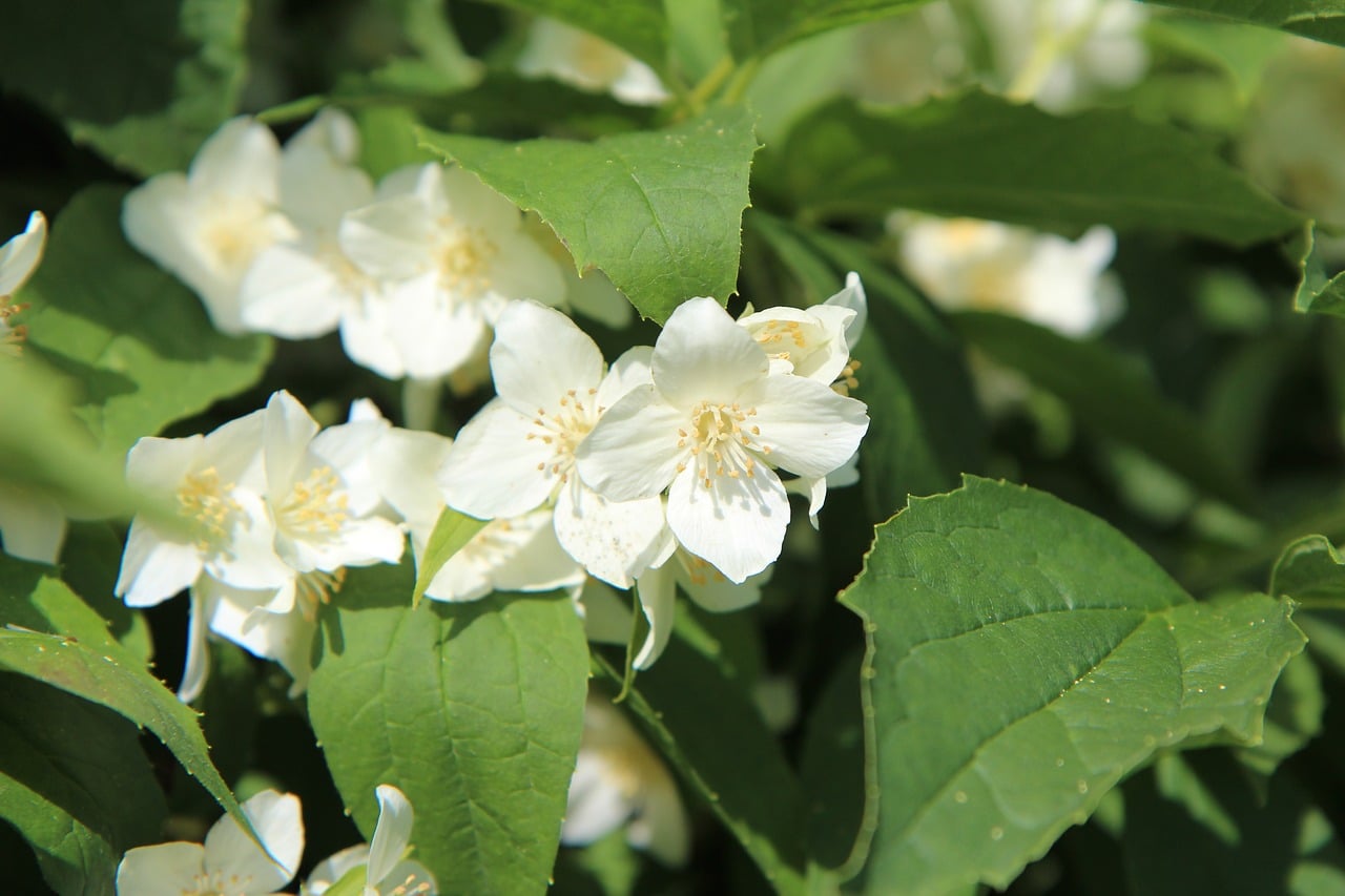 Descubra 48 kuva fleurs blanches vivaces odorantes - Thptnganamst.edu.vn