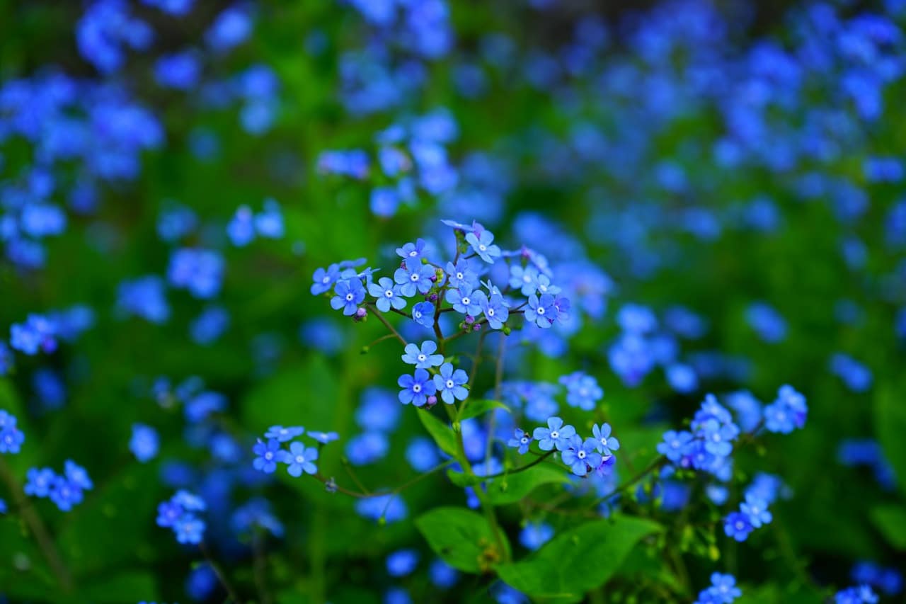 Arbre à fleurs bleues : liste de tous les arbres qui fleurissent en bleu