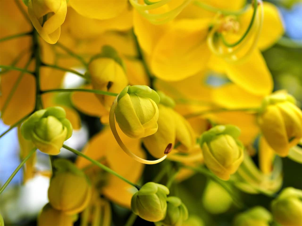 Arbre à fleurs jaunes : liste de tous les arbres qui fleurissent en jaune