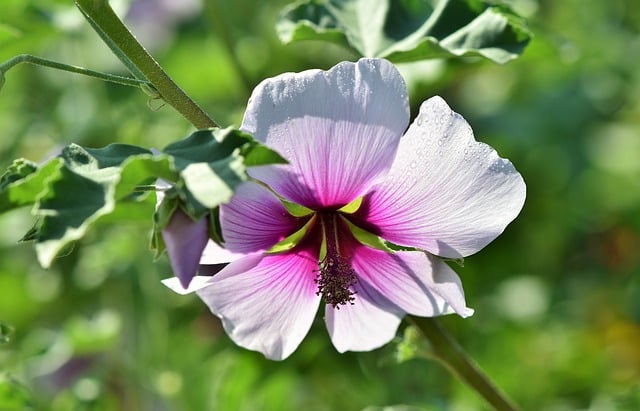 Arbre à fleurs mauves : liste de tous les arbres qui fleurissent en mauve