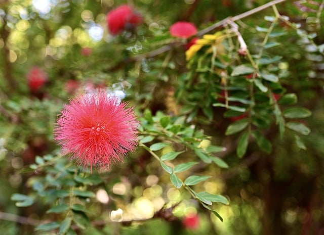 Arbre à fleur rouge en été : liste des arbres qui fleurissent en rouge en  été