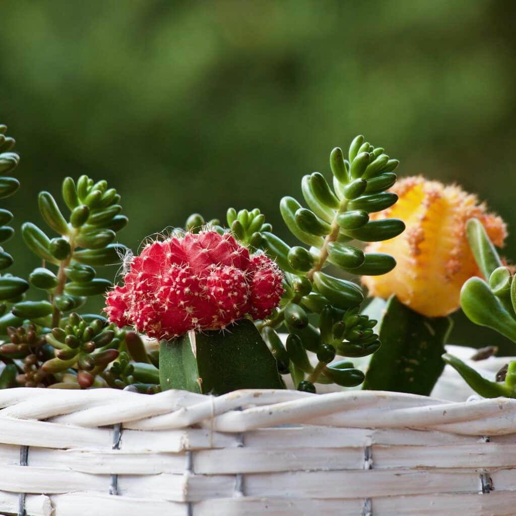 vegetaliser terrasse exterieure