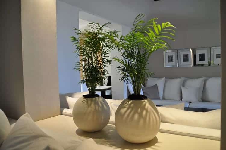 plantes vertes intérieur