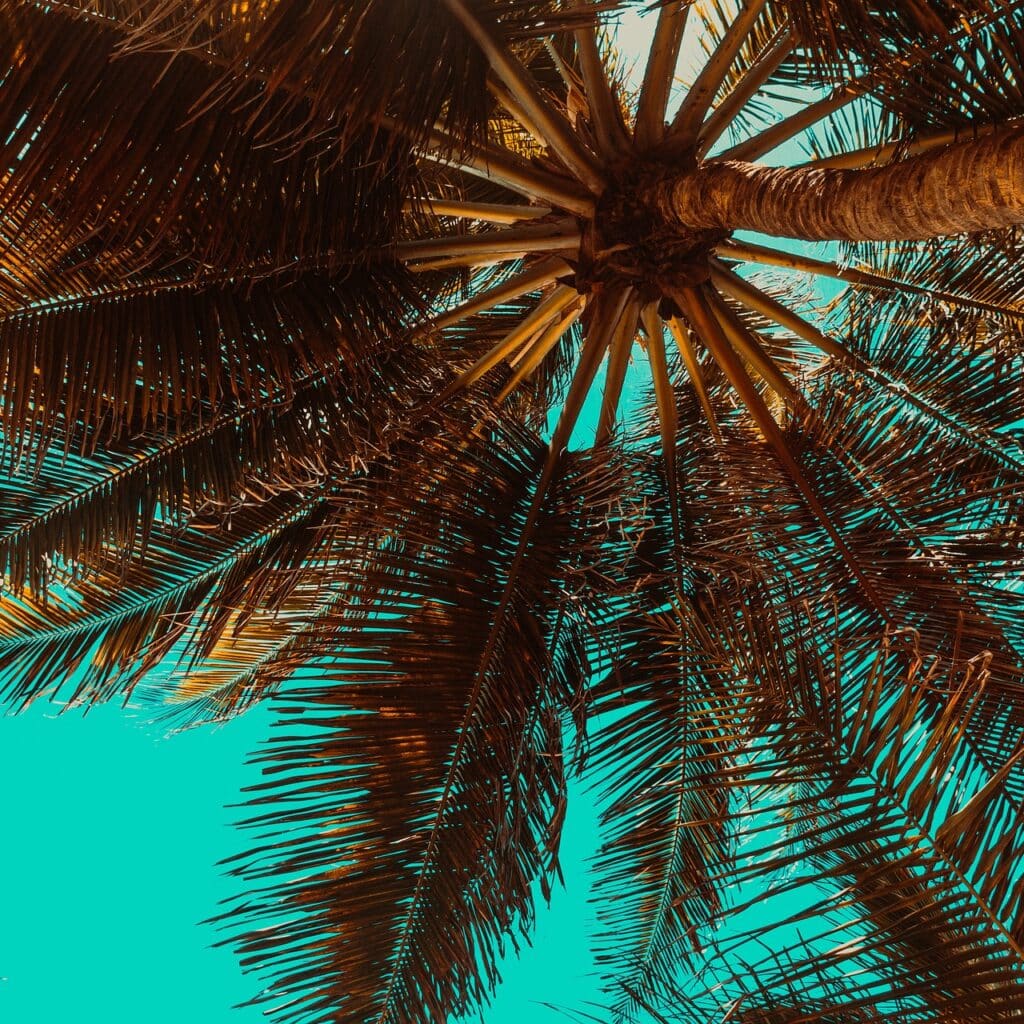 papillon palmier debarrasser