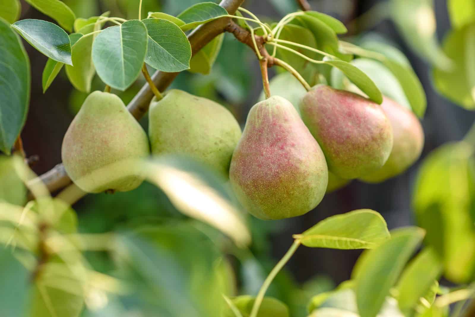 Entretien des poiriers quand et comment tailler un poirier? Plantes plaisirs Passions