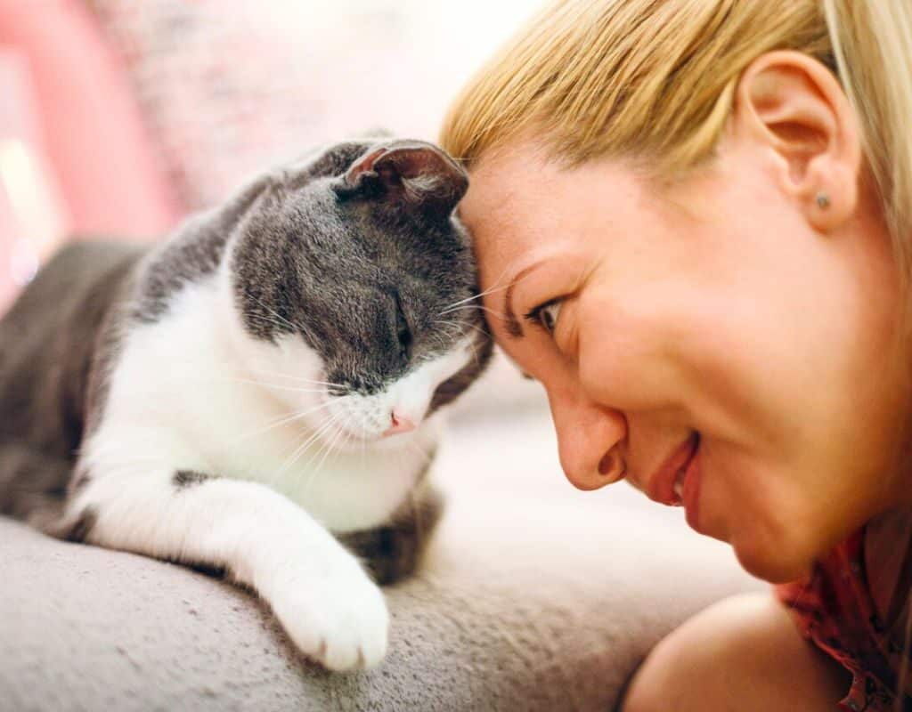 Les chats et leur langage