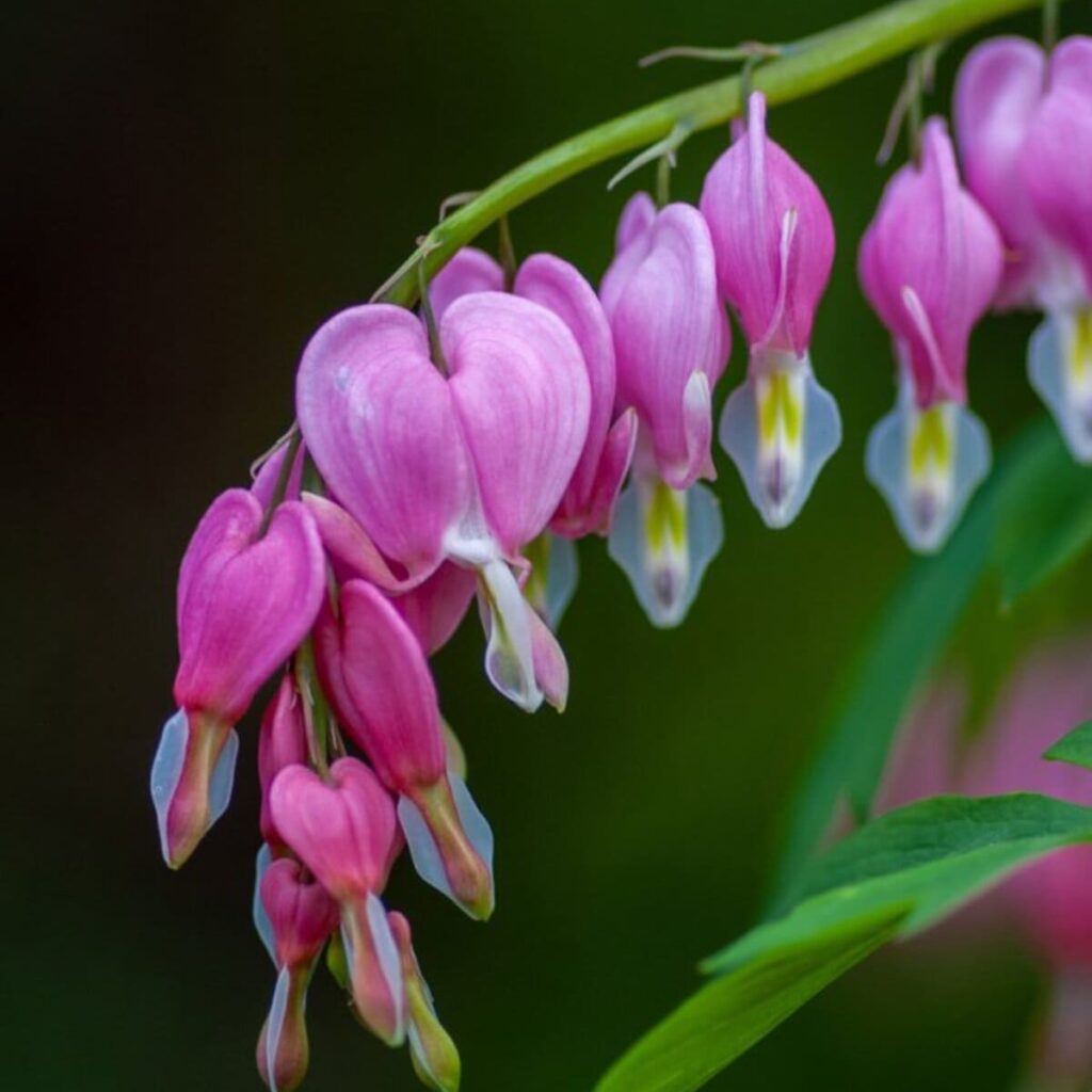 Que planter en mars au jardin d'ornement