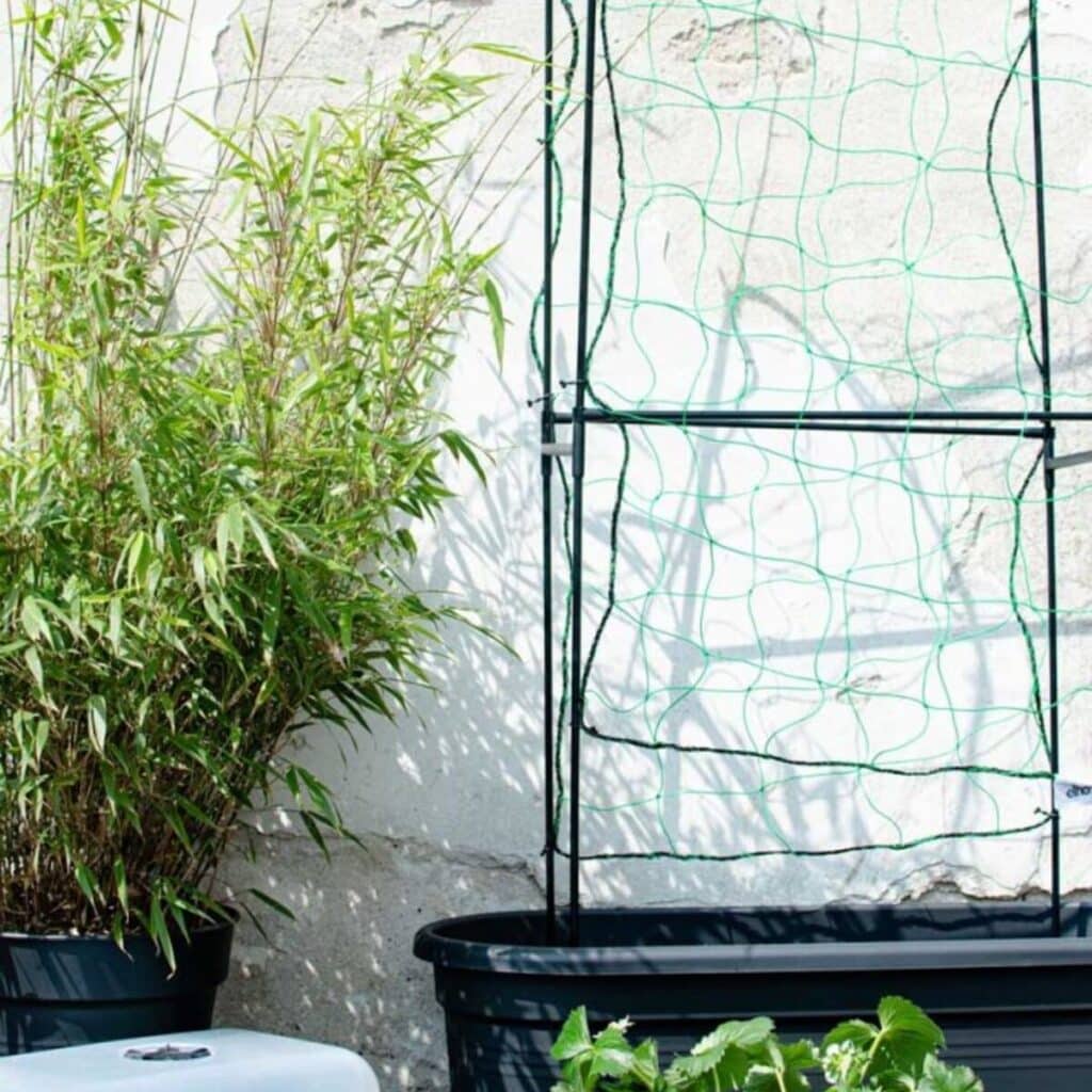 Que planter sur le balcon