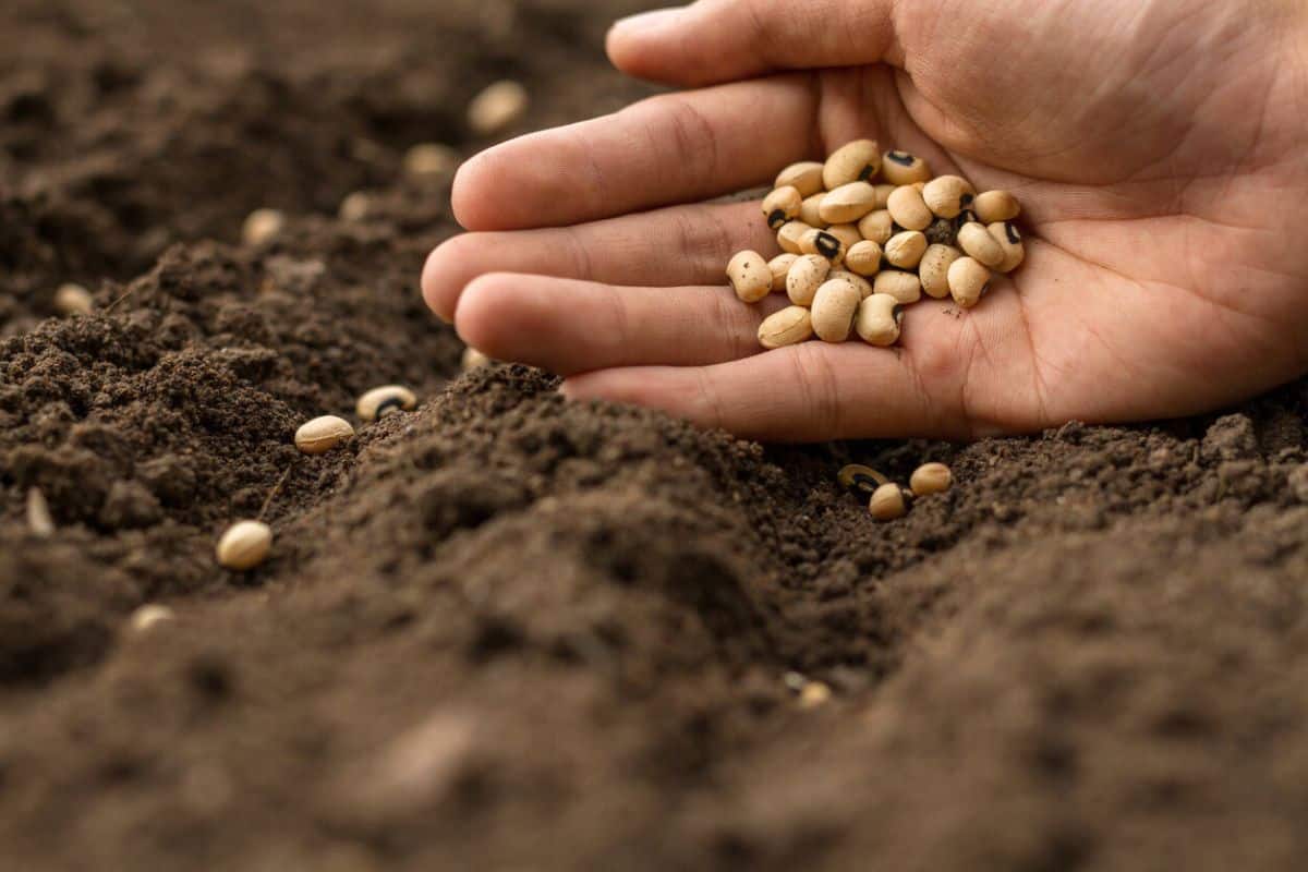 Légume résistant à la sécheresse