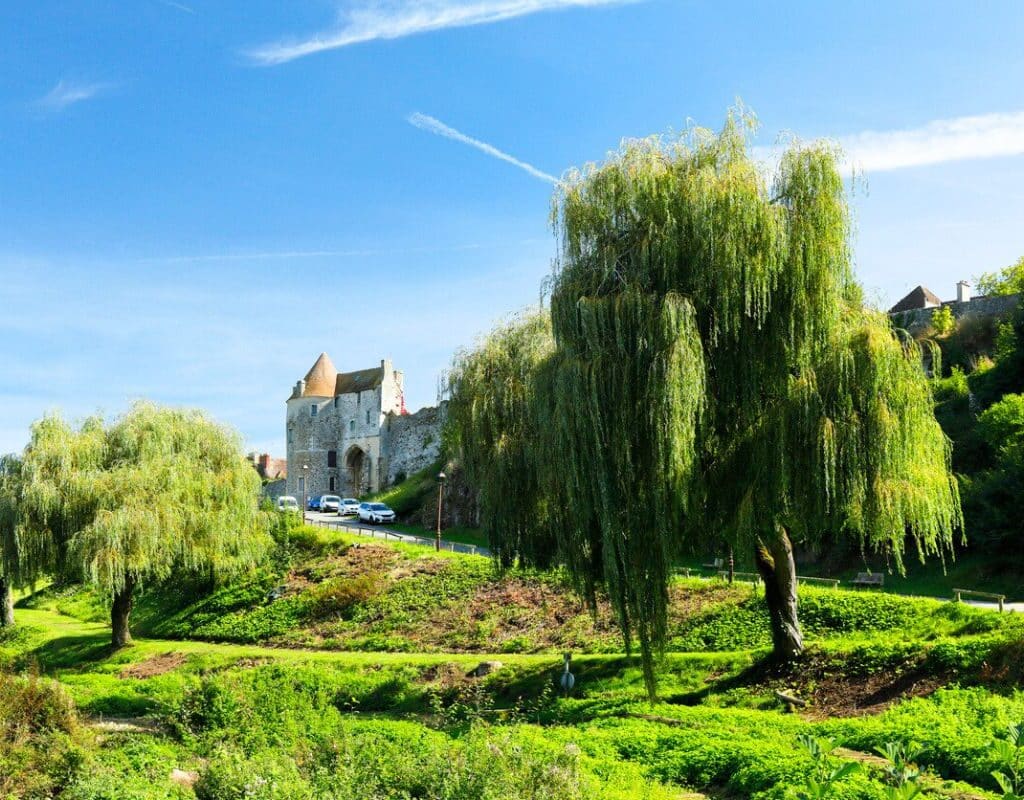 Ces arbres sont à bannir du jardin