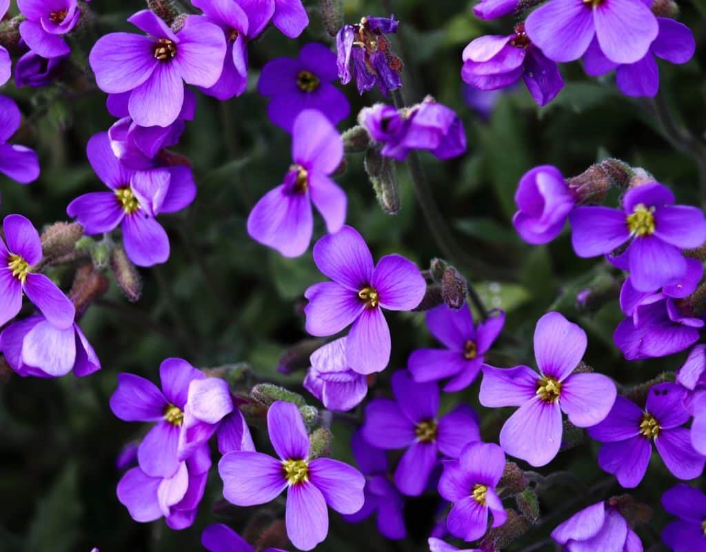 plante sacrée élue “plante du siècle”