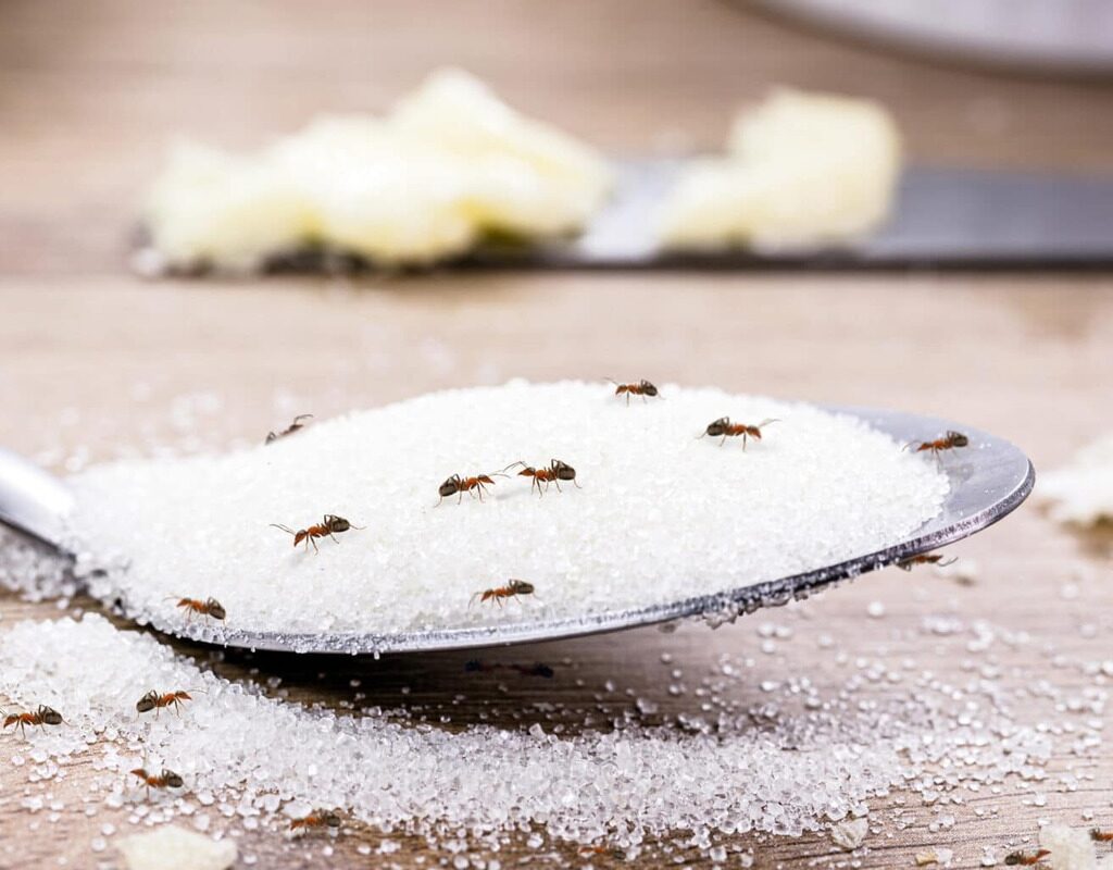 Mélange sucre-bicarbonate de soude