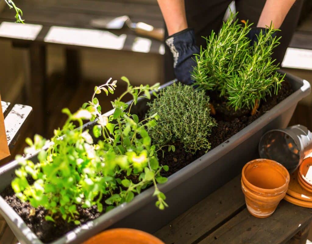 plante anti-moustiques