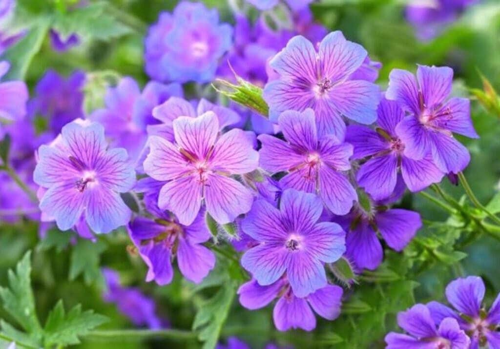 géraniums Rozanne