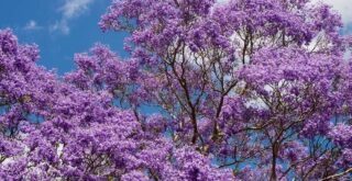 arbre a fleurs violettes