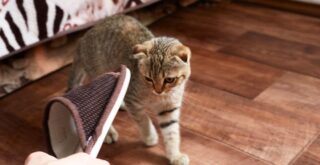 Punir un chat : est-ce efficace ou totalement inutile ?