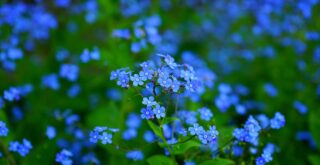 arbre à fleurs bleues