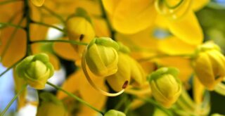 arbre à fleurs jaunes