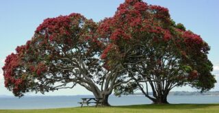 arbres à fleurs rouges