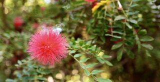 calliandra - arbre à floraison rouge en été